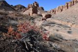 Salsola arbusculiformis. Отплодоносившее, вегетирующее растение в осенней окраске. Казахстан, Алматинская обл., нац. парк \"Чарын\", пестроцветный сухой щебнистый сай. 11 октября 2024 г.