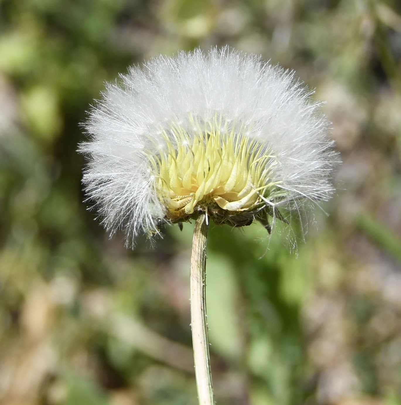 Изображение особи Urospermum picroides.
