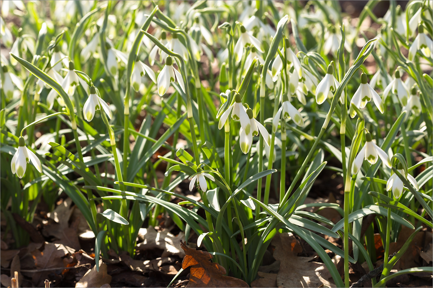 Image of Galanthus nivalis specimen.