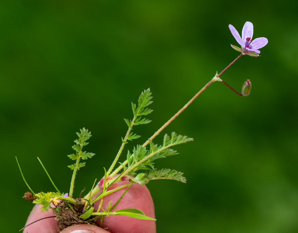 Изображение особи Erodium cicutarium.