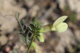 View full-size image Vicia hybrida