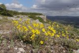 View full-size image Helianthemum georgicum