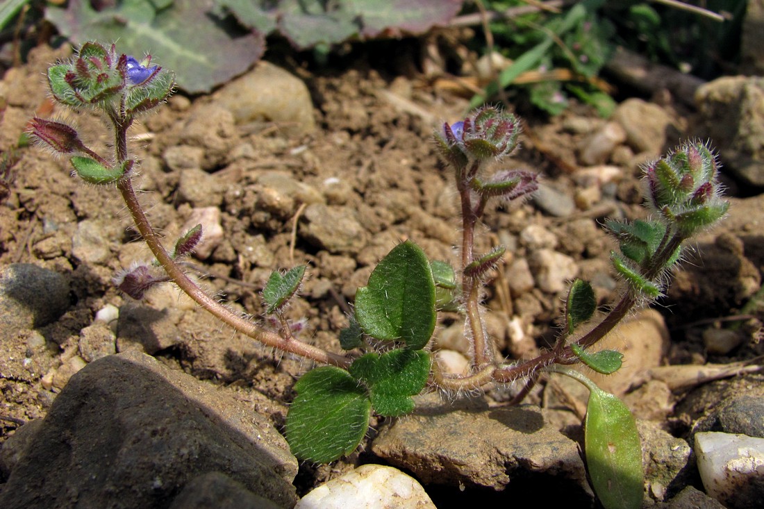 Image of Veronica triloba specimen.