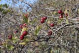 View full-size image Crataegus × tournefortii