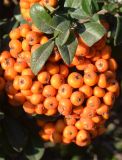 Смотреть изображение Pyracantha coccinea