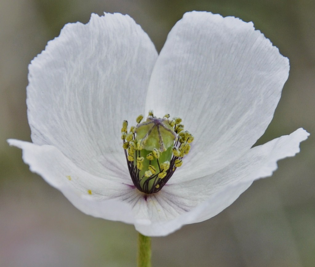 Image of Papaver albiflorum specimen.