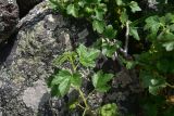 View full-size image Ribes orientale