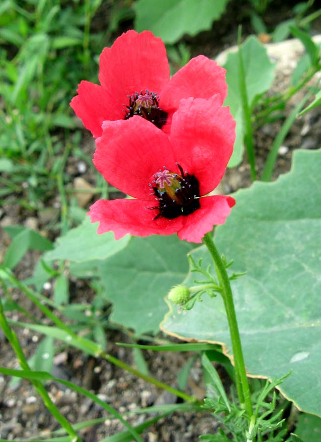 Изображение особи Papaver hybridum.