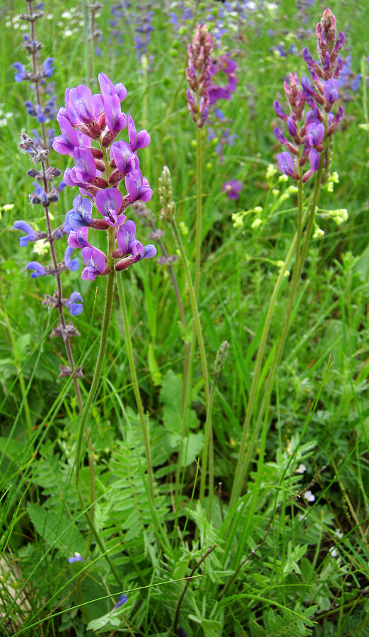 Image of Oxytropis knjazevii specimen.