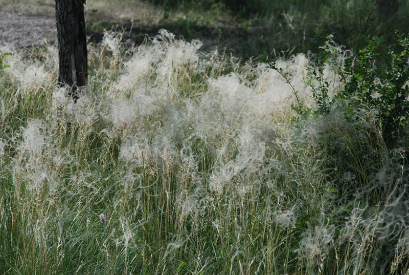 Image of genus Stipa specimen.