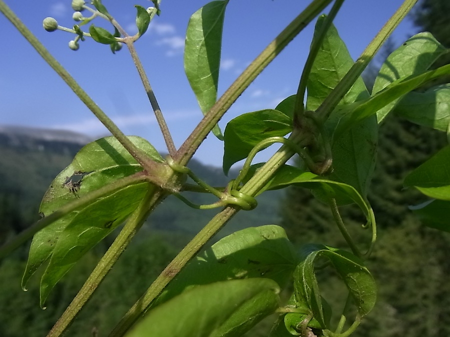 Image of Clematis vitalba specimen.