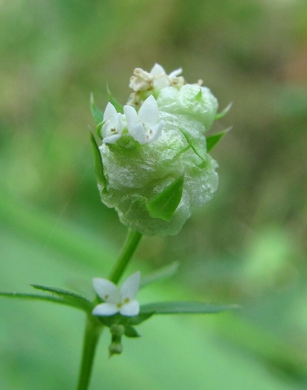 Изображение особи Galium uliginosum.