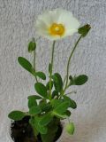 Cistus salviifolius