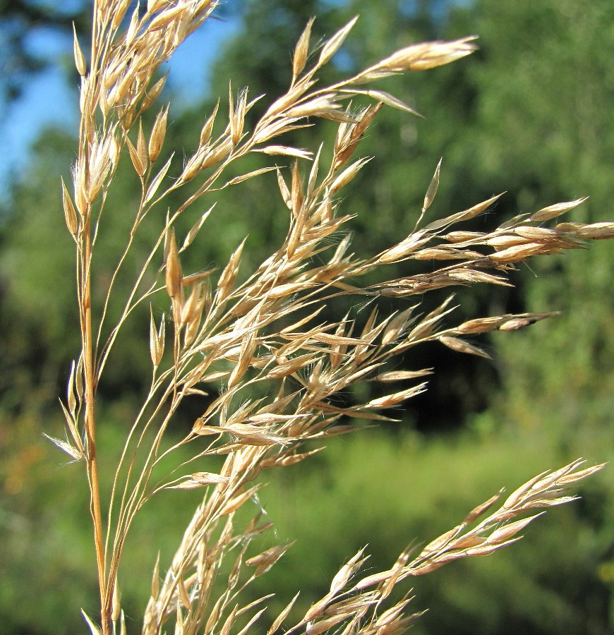 Image of Calamagrostis phragmitoides specimen.