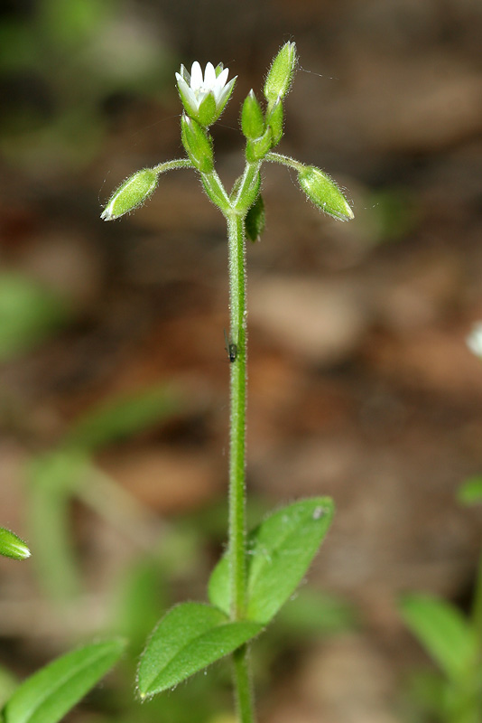 Изображение особи Cerastium holosteoides.