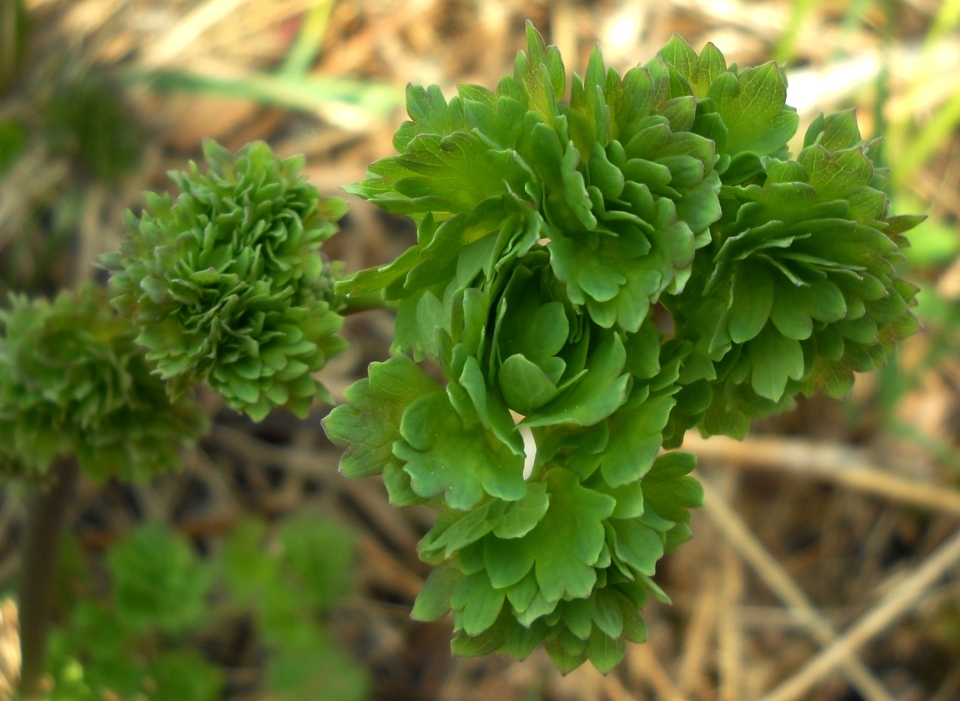 Image of Thalictrum minus specimen.