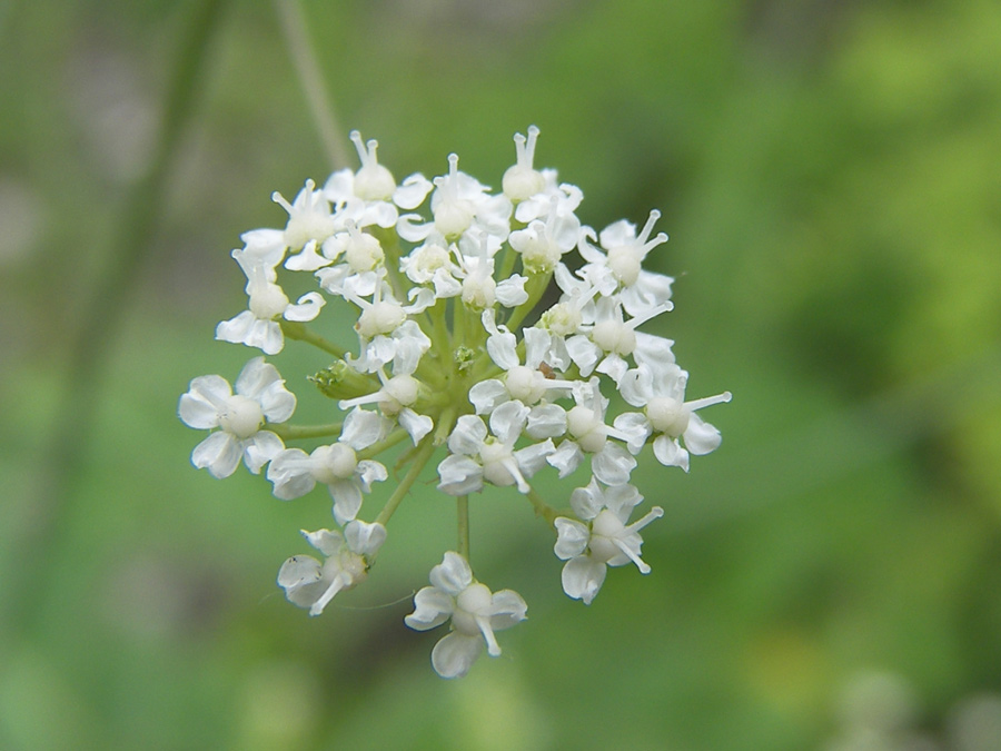 Image of familia Apiaceae specimen.