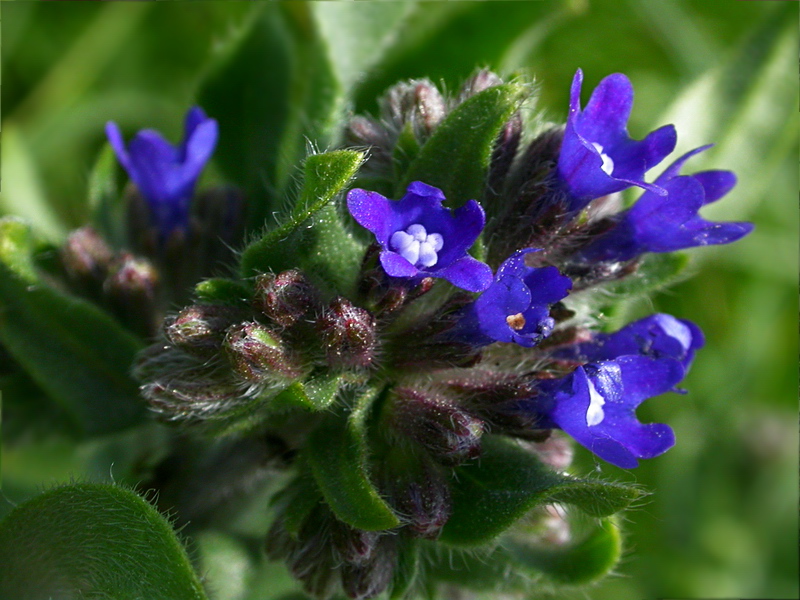 Image of Anchusa officinalis specimen.