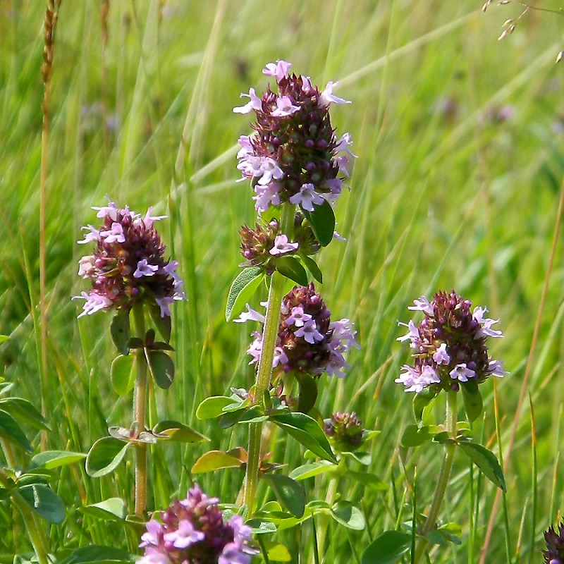 Image of Thymus ovatus specimen.