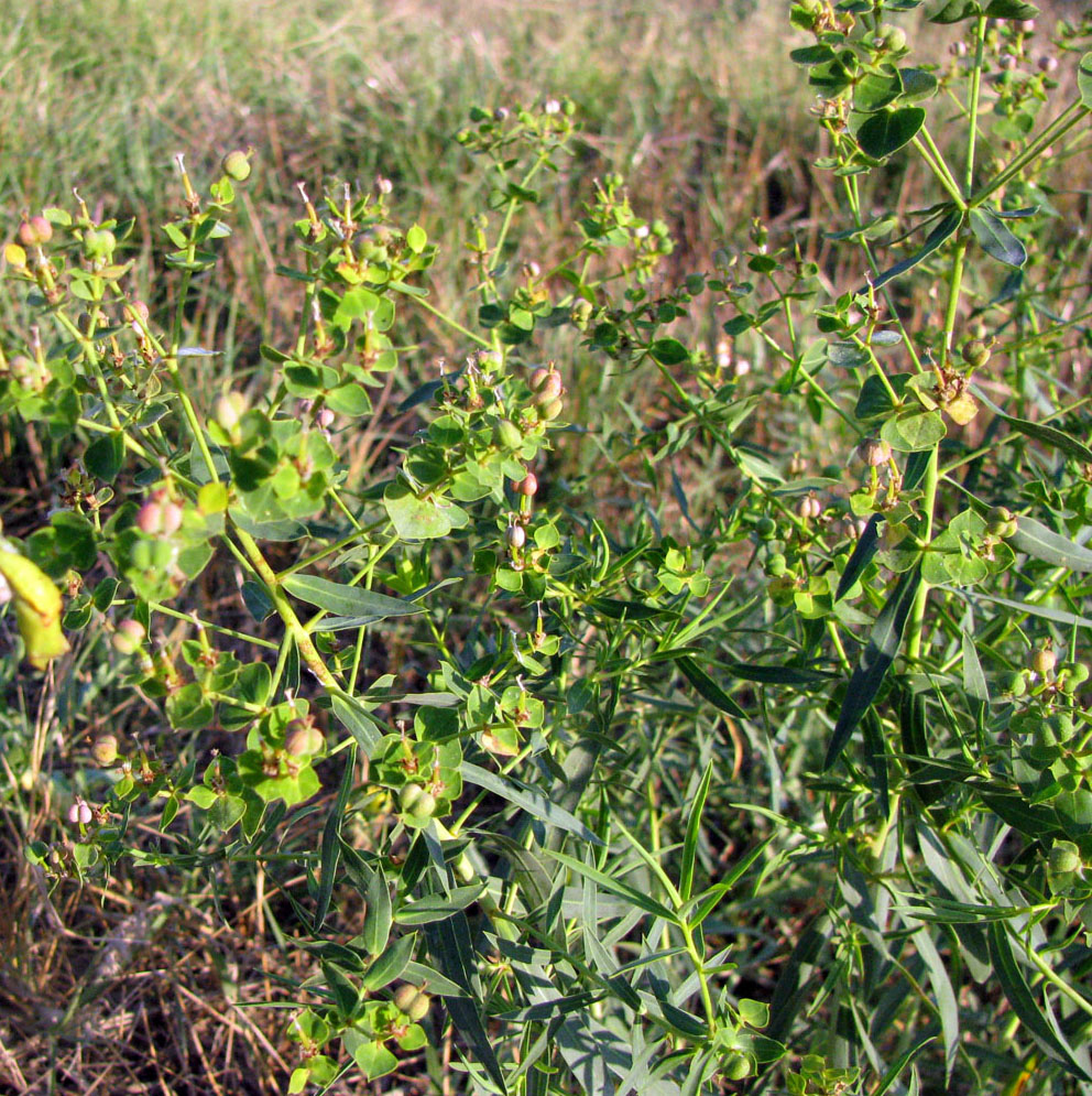 Image of Euphorbia virgata specimen.