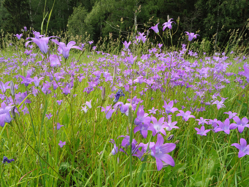 Изображение особи Campanula patula.