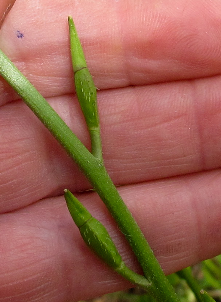 Image of Eruca sativa specimen.