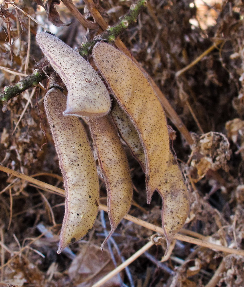 Image of Caesalpinia gilliesii specimen.