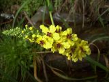 Verbascum nigrum