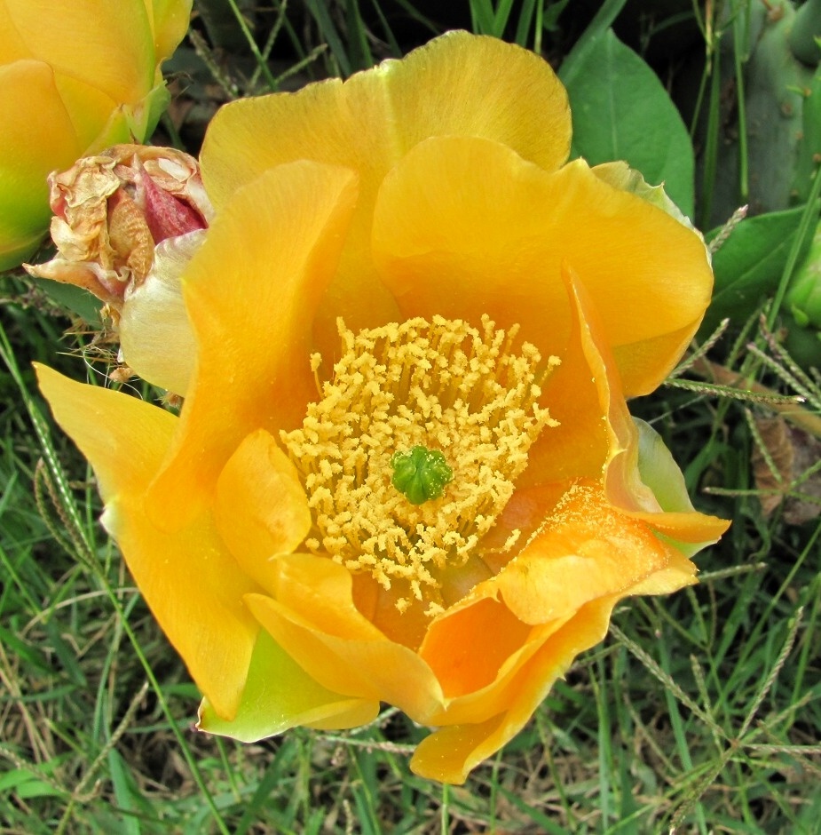 Image of Opuntia humifusa specimen.