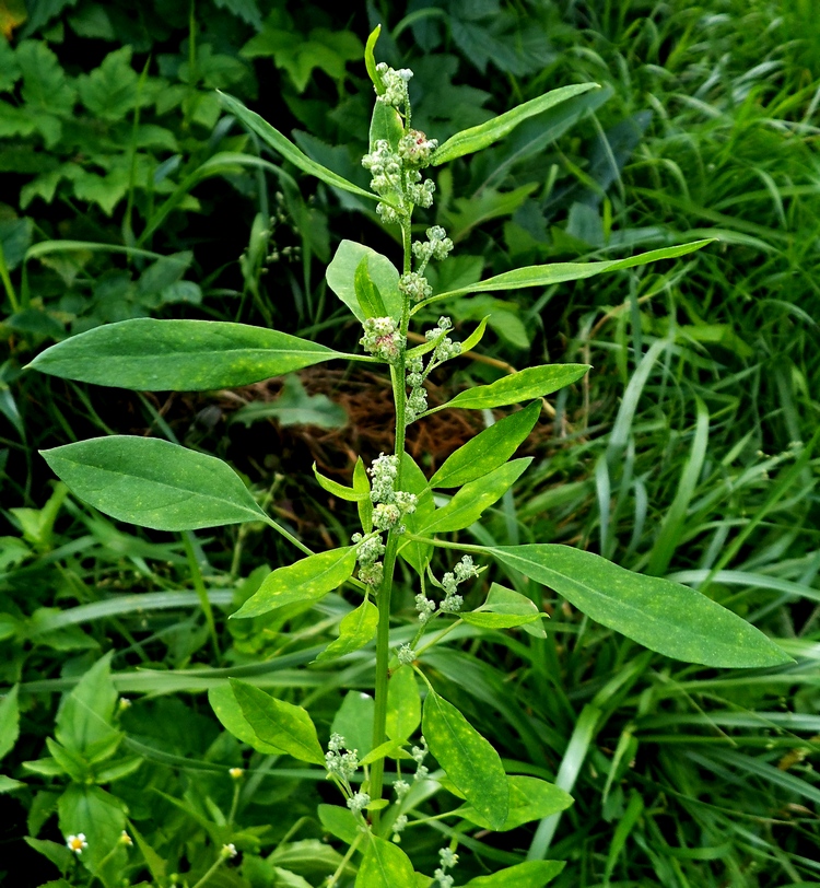 Image of Chenopodium album specimen.