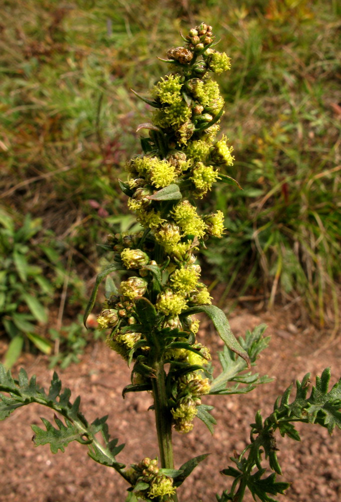 Изображение особи Artemisia tanacetifolia.