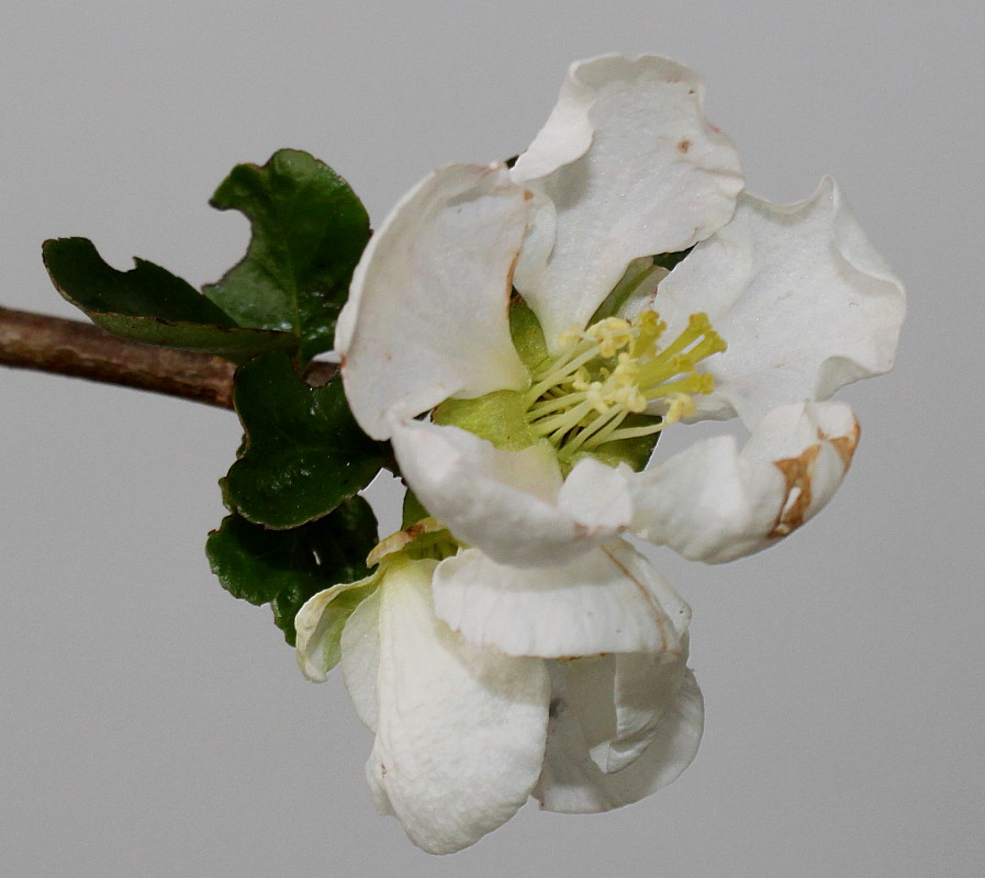 Image of Chaenomeles speciosa specimen.