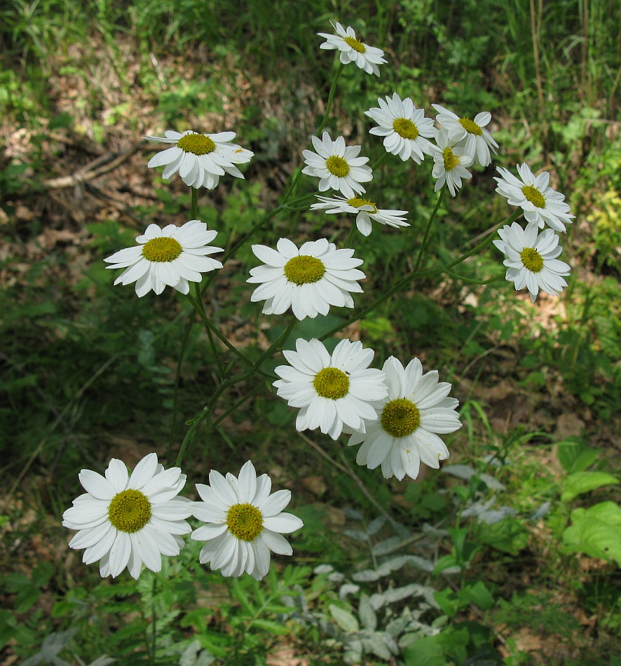 Image of Pyrethrum corymbosum specimen.