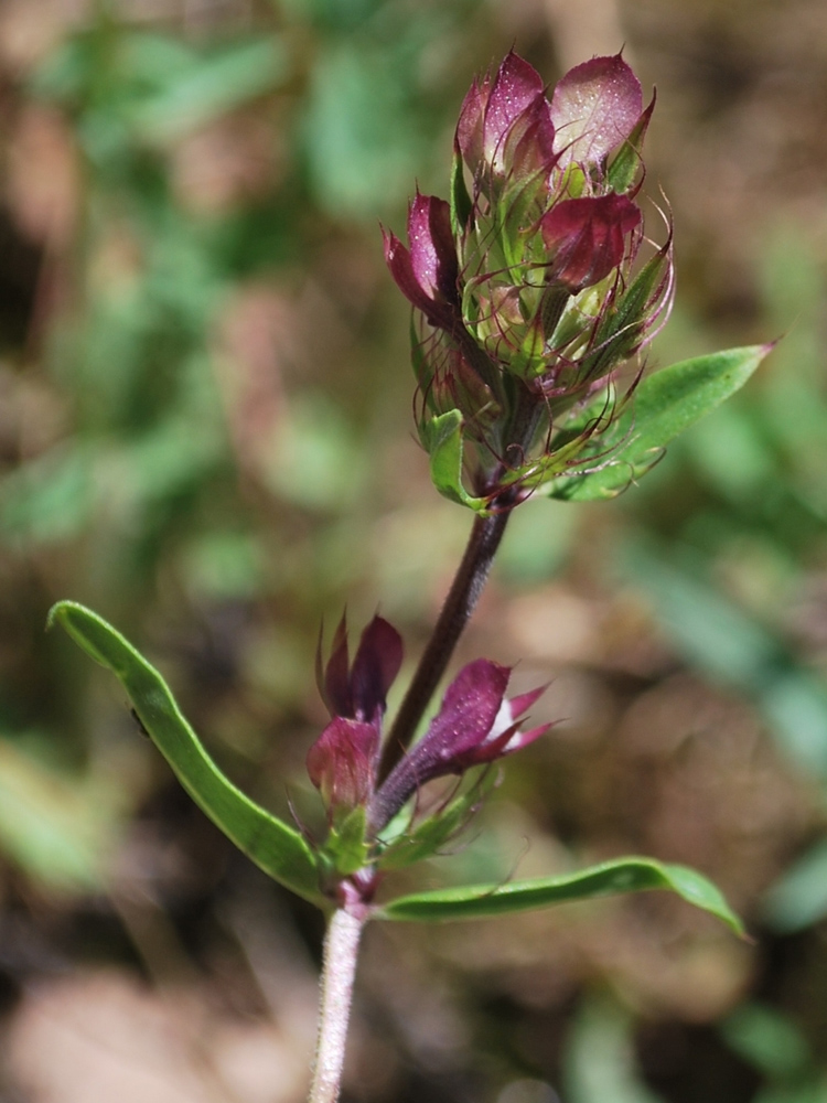 Image of Dracocephalum integrifolium specimen.