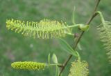 Salix euxina. Мужские соцветия. С-Петербург, 13 мая 2009 г.