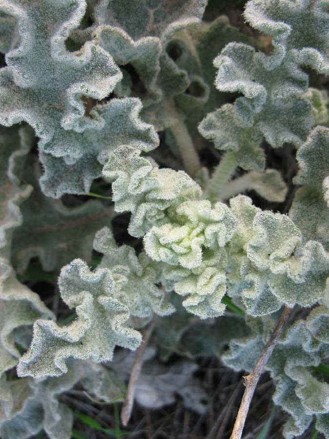 Image of genus Verbascum specimen.