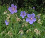 Geranium pratense