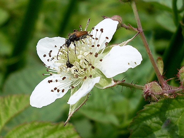 Image of Rubus caesius specimen.