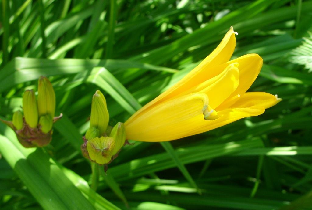 Image of Hemerocallis middendorffii specimen.