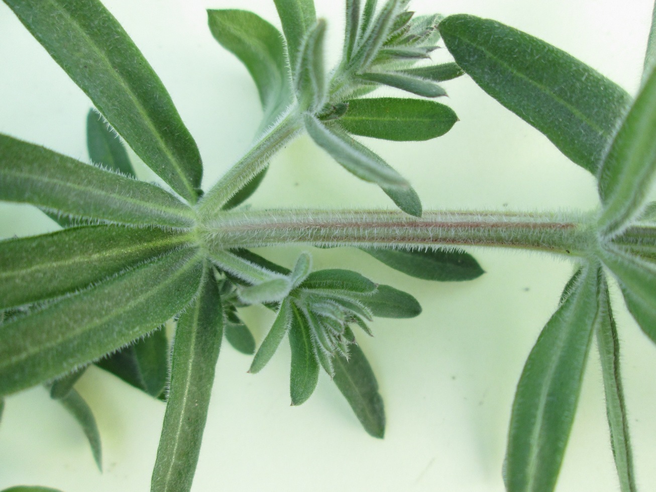 Image of Galium humifusum specimen.