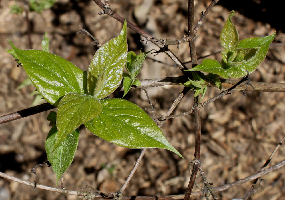 Image of Dipelta floribunda specimen.