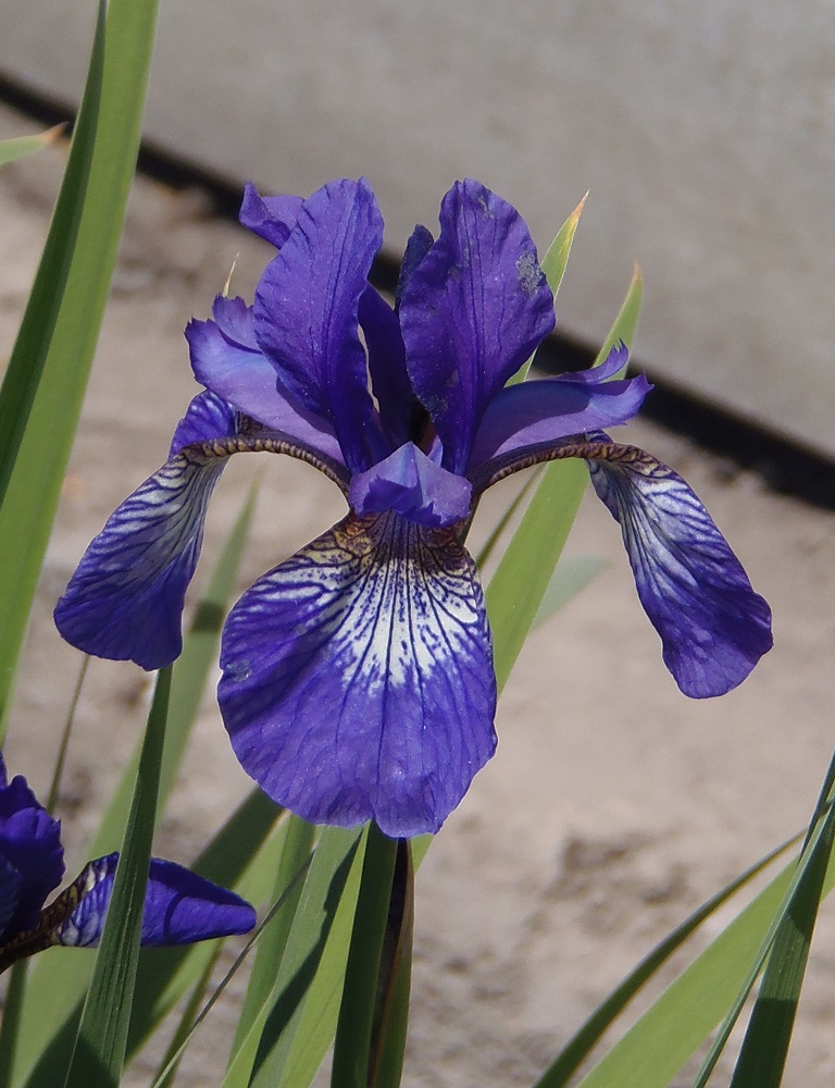 Изображение особи Iris sanguinea.