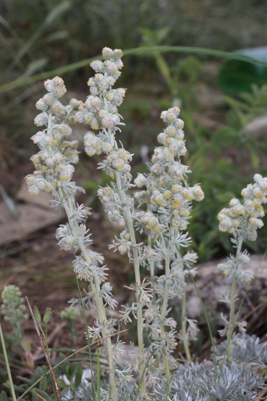 Image of Artemisia caucasica specimen.