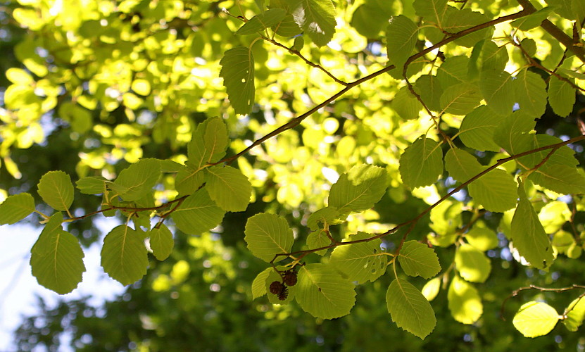 Image of Alnus incana specimen.