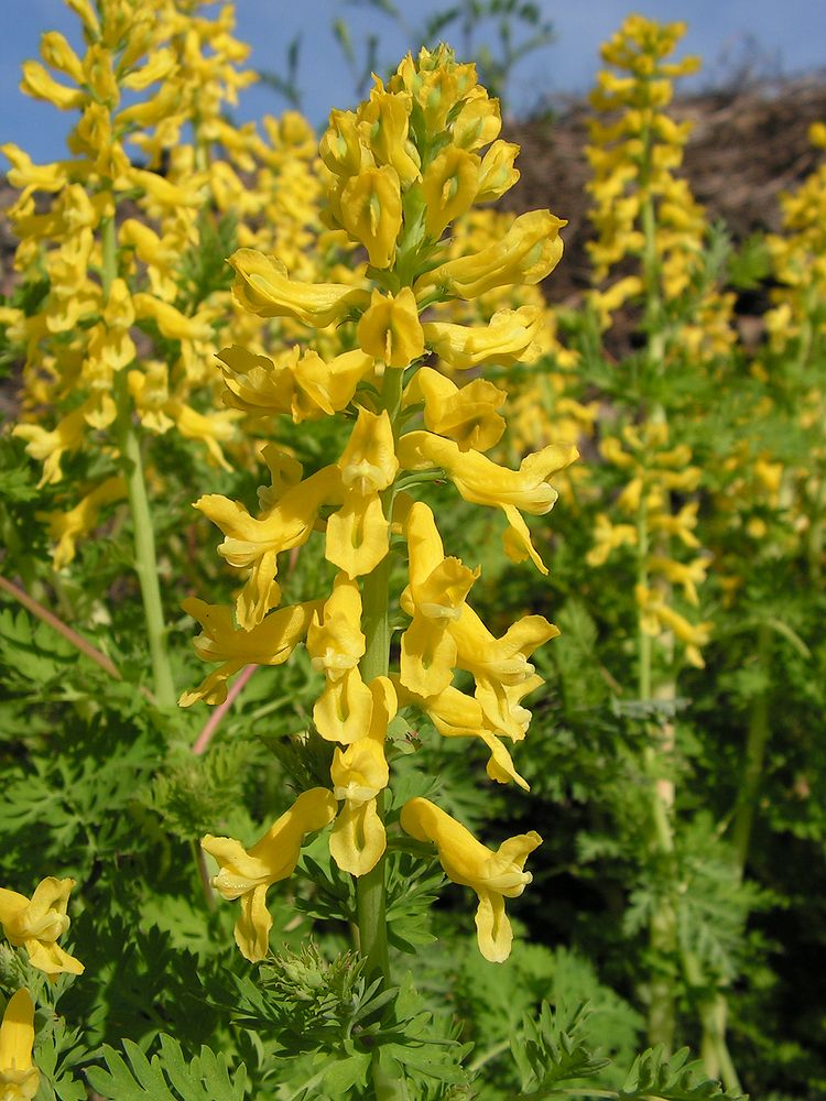 Изображение особи Corydalis speciosa.