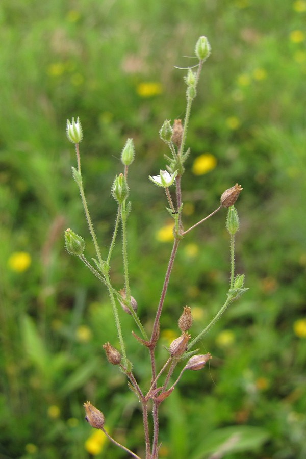 Image of genus Arenaria specimen.