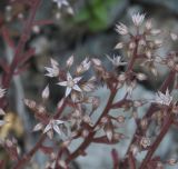 Sedum cepaea