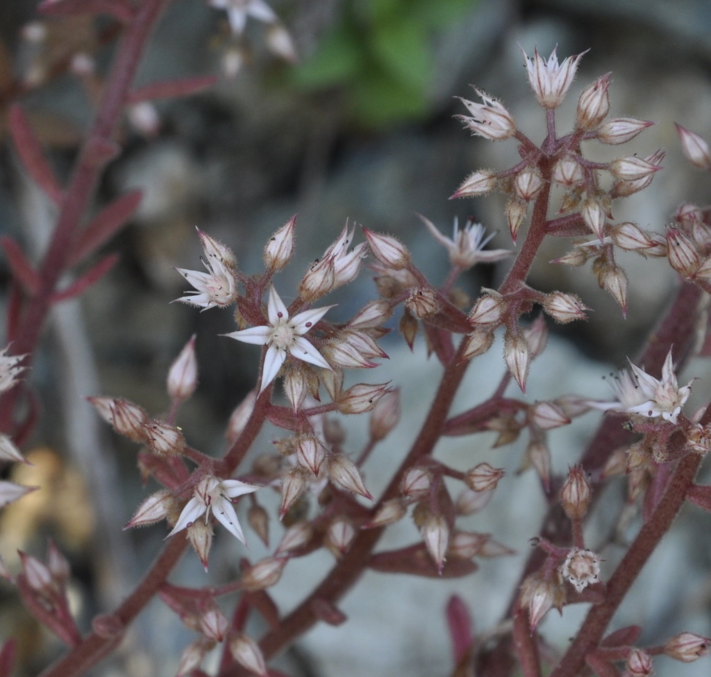 Image of Sedum cepaea specimen.