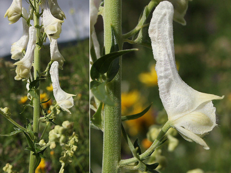 Изображение особи Aconitum orientale.