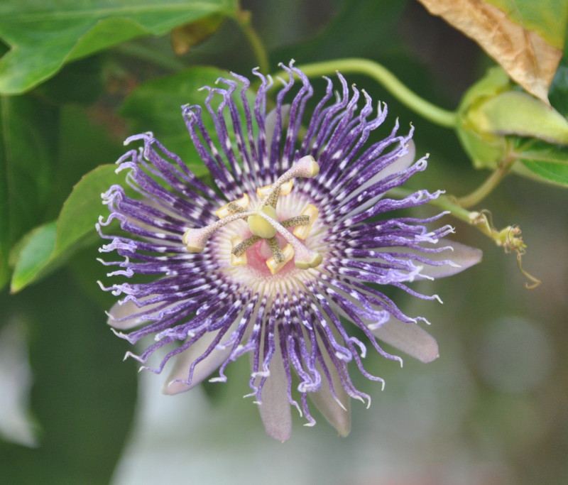 Image of genus Passiflora specimen.